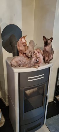CHATTERIE DES VOLCANS DE BASTET - Image 1