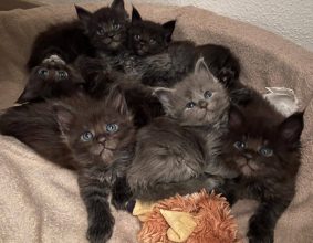 CHATTERIE DES CIGOSLAND&rsquo;S