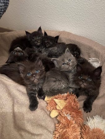 CHATTERIE DES CIGOSLAND&rsquo;S - Image 3