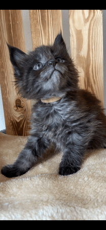 CHATTERIE DES CIGOSLAND&rsquo;S - Image 2