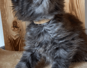 CHATTERIE DES CIGOSLAND&rsquo;S