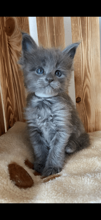 CHATTERIE DES CIGOSLAND&rsquo;S - Image 5