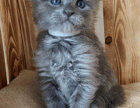 CHATTERIE DES CIGOSLAND&rsquo;S