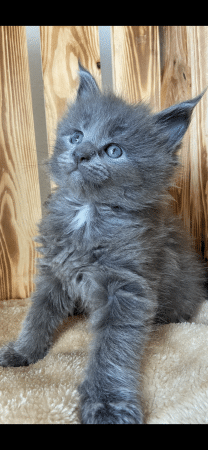 CHATTERIE DES CIGOSLAND&rsquo;S - Image 6