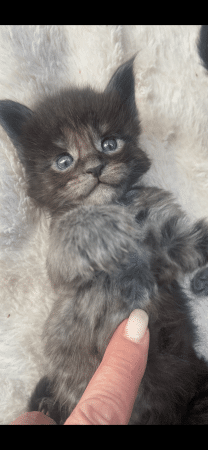 CHATTERIE DES CIGOSLAND&rsquo;S - Image 7