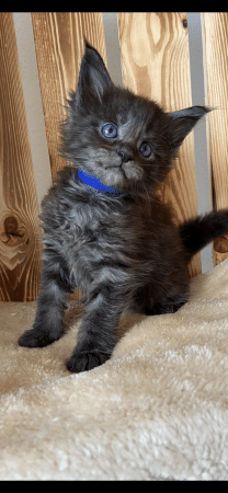 CHATTERIE DES CIGOSLAND&rsquo;S - Image 8