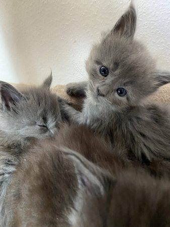 CHATTERIE DES CIGOSLAND&rsquo;S - Image 1