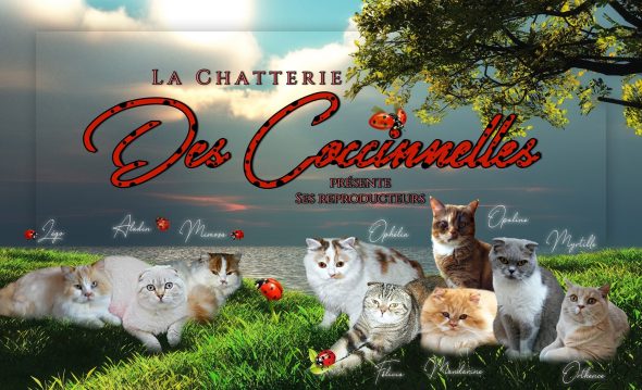 LARCHEVEQUE CHANTAL - Image 1