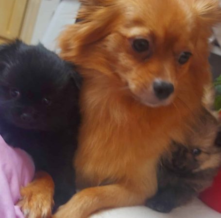 ELV DE L&rsquo;ANGE CANIN ET FELIN - Image 7