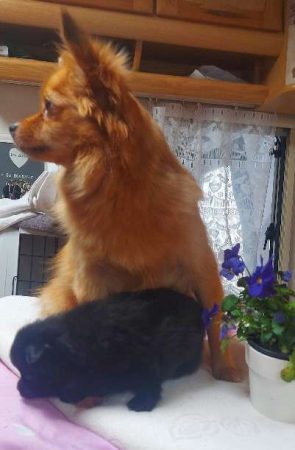 ELV DE L&rsquo;ANGE CANIN ET FELIN - Image 6