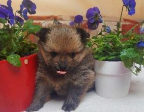 ELV DE L&rsquo;ANGE CANIN ET FELIN