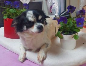 ELV DE L&rsquo;ANGE CANIN ET FELIN