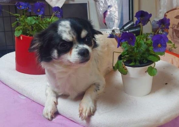 ELV DE L&rsquo;ANGE CANIN ET FELIN - Image 1