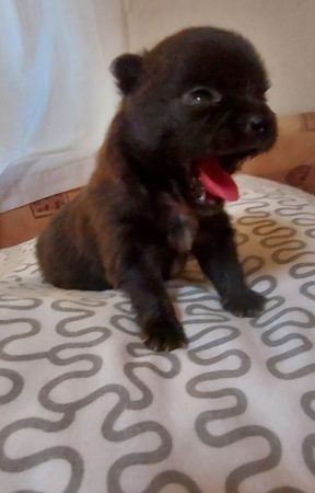 ELV DE L&rsquo;ANGE CANIN ET FELIN - Image 4