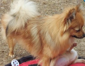 ELV DE L&rsquo;ANGE CANIN ET FELIN