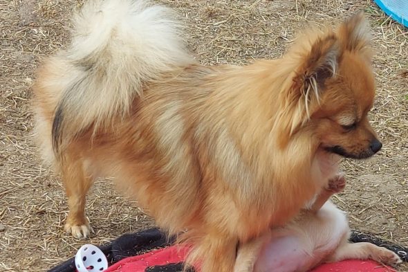 ELV DE L&rsquo;ANGE CANIN ET FELIN - Image 3