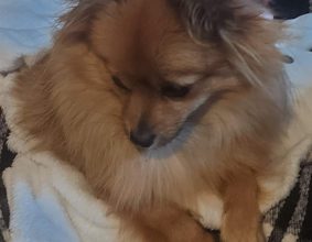 ELV DE L&rsquo;ANGE CANIN ET FELIN