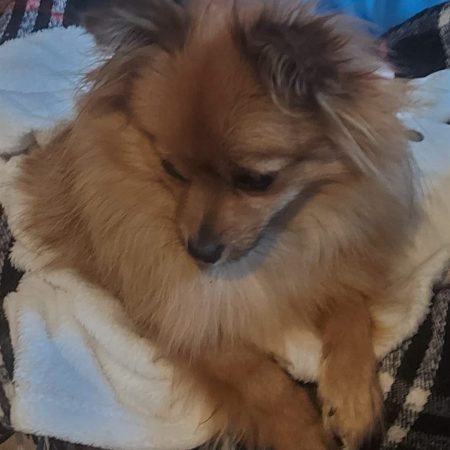 ELV DE L&rsquo;ANGE CANIN ET FELIN - Image 2