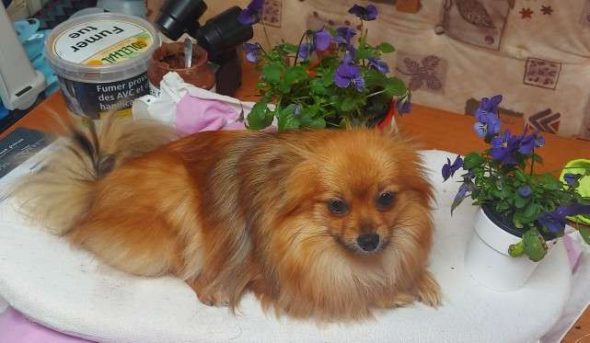 ELV DE L&rsquo;ANGE CANIN ET FELIN - Image 9