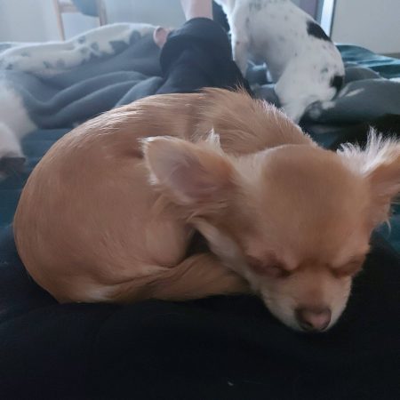 ELV DE L&rsquo;ANGE CANIN ET FELIN - Image 10