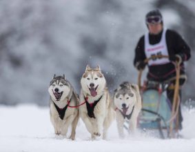 OF ARCTIC WOLF DREAM