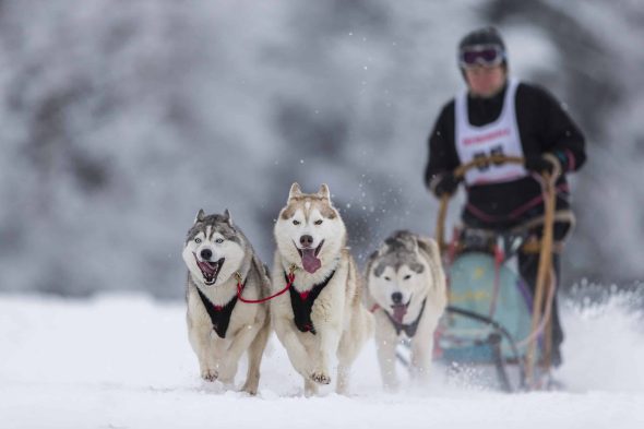 OF ARCTIC WOLF DREAM - Image 1