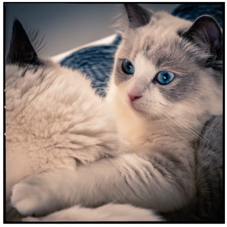 CHATTERIE DES SOUFFLEURS - Image 1