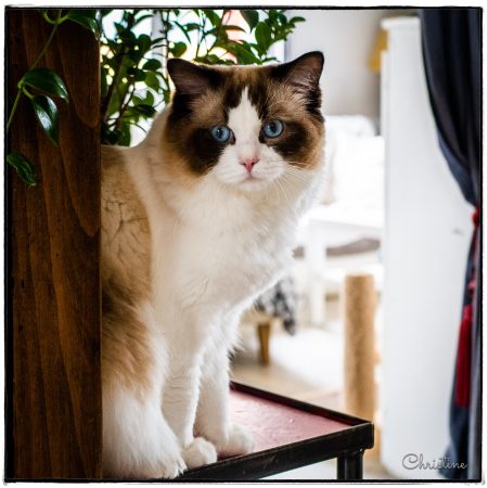 CHATTERIE DES SOUFFLEURS - Image 3