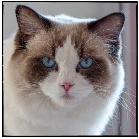 CHATTERIE DES SOUFFLEURS - Image 4