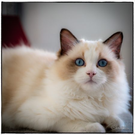 CHATTERIE DES SOUFFLEURS - Image 5