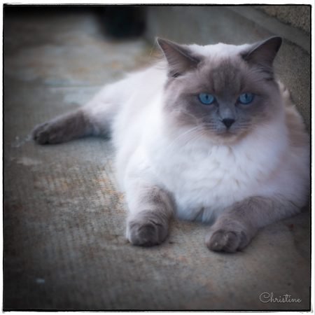 CHATTERIE DES SOUFFLEURS - Image 7