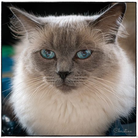 CHATTERIE DES SOUFFLEURS - Image 8