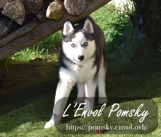L ENVOL - Image 4