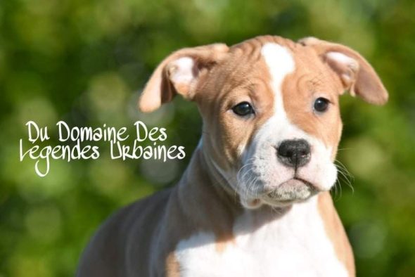 DOMAINE DES LEGENDES URBAINES - Image 1