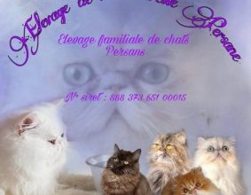 CHATERIE DE LA TENDRESSE PERSANE
