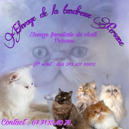 CHATERIE DE LA TENDRESSE PERSANE - Image 1