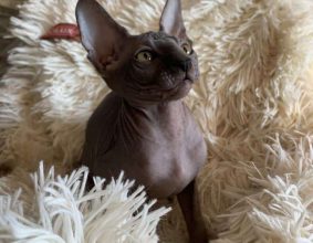 CHATTERIE DES MUSCAT S