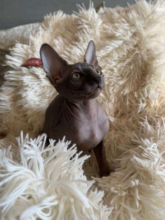 CHATTERIE DES MUSCAT S - Image 2