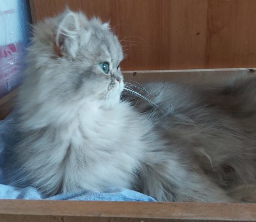 SLOVAK – THIMOTHEE CYNTHIA - Image 9