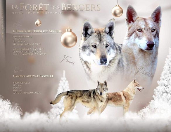 LA FORET DES BERGERS - Image 2