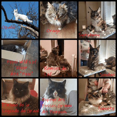 CHATTERIE N SVALBARD COON - Image 1