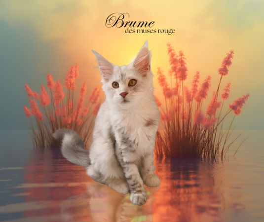 CHATTERIE DE LA JETPET&rsquo;S COON - Image 4