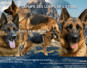 DES LOUPS DE LA GRANDE BASTIDE