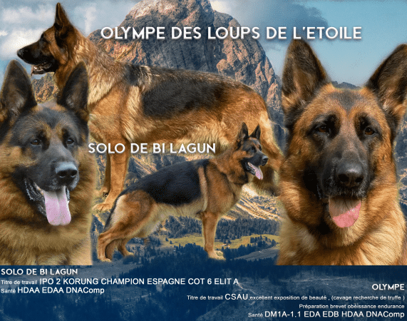 DES LOUPS DE LA GRANDE BASTIDE - Image 1