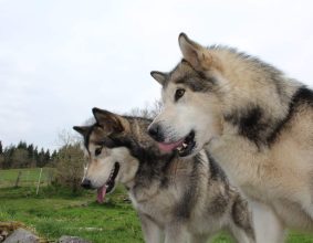 OF LEGENDS INUPIAK