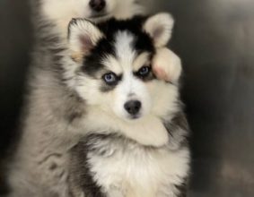 POMSKY L&rsquo;ODYSSEE EN PROVENCE