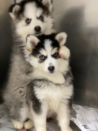 POMSKY L&rsquo;ODYSSEE EN PROVENCE - Image 1