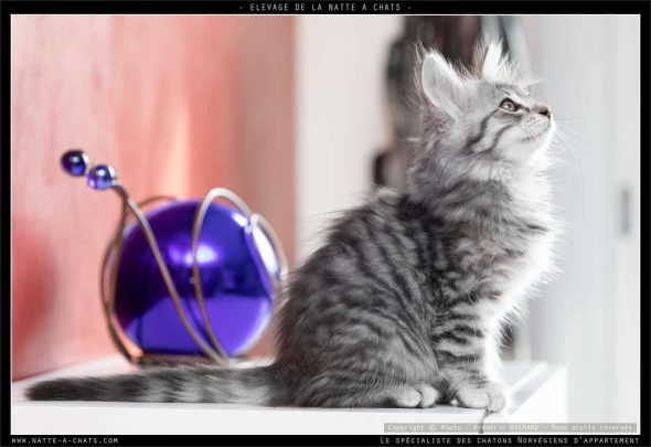 DE LA NATTE A CHATS - Image 10
