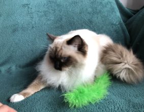 DU REVE DU LEMAN
