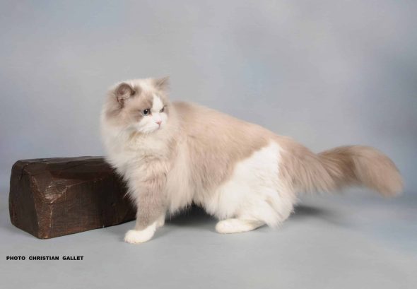 L ARBRE AUX CHATS - Image 4
